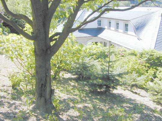 Tree bark before placing Duplex Tree bark before placing Duplex