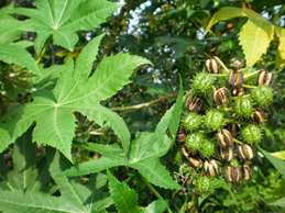 Castor Oil plant with seed pods