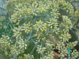 Fennel plant picture