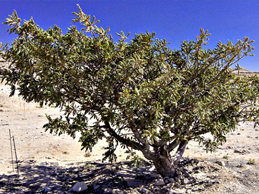 Frankincense plant