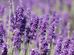 Lavender under cultivation