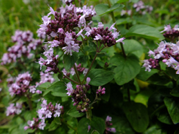 Oregano plant