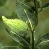 Photograph of the Milk Thistle Plant