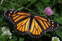 Motyl Monarch