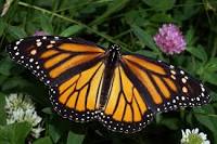 The Monarch Butterfly